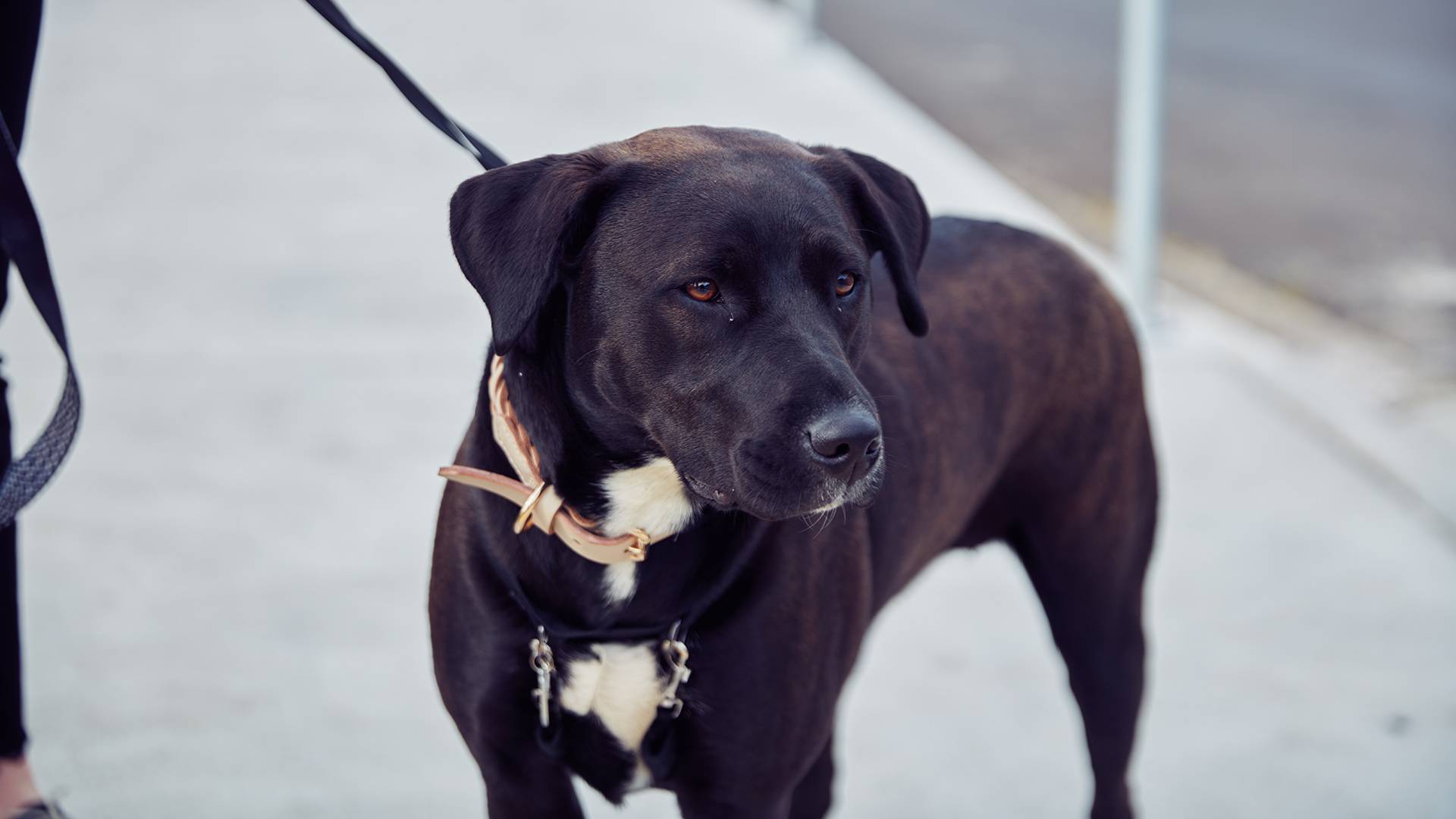 What determines ownership of a best sale dog
